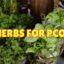 Herbs for Pcos